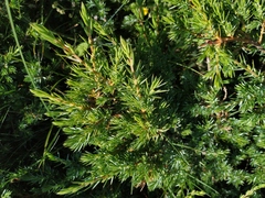 Juniperus communis hemisphaerica