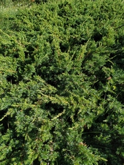 Juniperus communis hemisphaerica