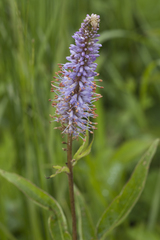 Veronicastrum sibiricum