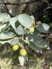 Santalum ellipticum