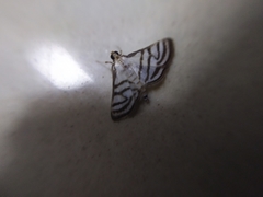 Ravanoa xiphialis