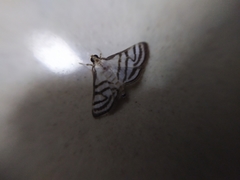Ravanoa xiphialis