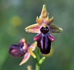 Ophrys mammosa
