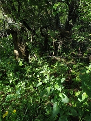 Scrophularia scopolii