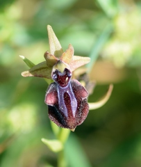 Ophrys mammosa