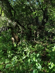 Scrophularia scopolii