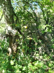 Scrophularia scopolii