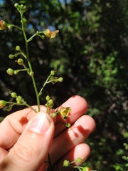 Scrophularia scopolii