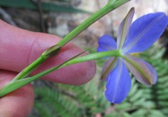Aristea ensifolia