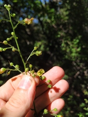 Scrophularia scopolii