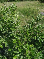 Pyrus nivalis