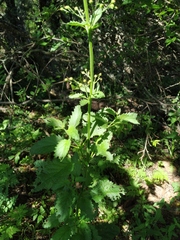 Scrophularia scopolii