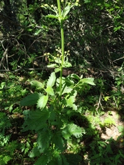 Scrophularia scopolii