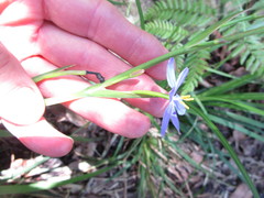Aristea ensifolia