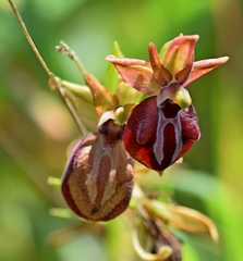 Ophrys mammosa