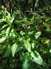 Scrophularia scopolii