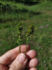 Carex leersii
