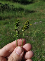Carex leersii