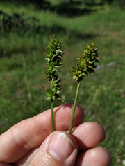 Carex leersii