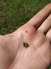 Carex leersii