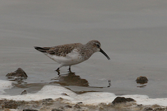 Calidris ferruginea