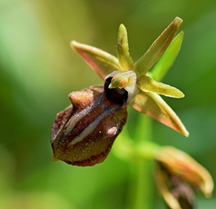 Ophrys mammosa