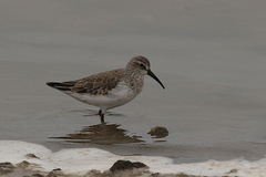Calidris ferruginea