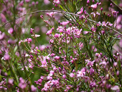 Boronia denticulata