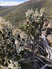 Olearia pinifolia