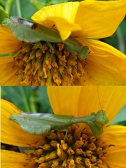 Acontista aurantiaca