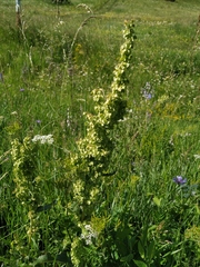 Rumex confertus