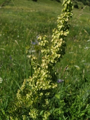 Rumex confertus