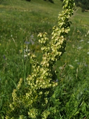 Rumex confertus