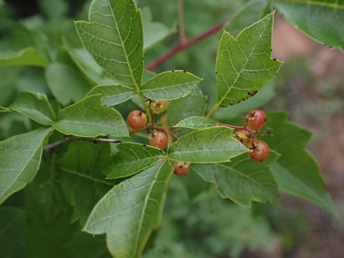 Searsia dentata image