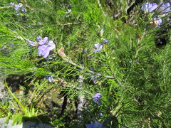 Psoralea speciosa