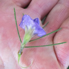 Psoralea speciosa