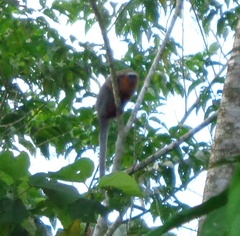 Plecturocebus discolor