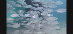 Pseudocaranx