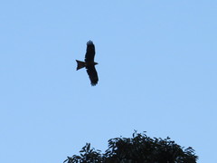 Milvus migrans
