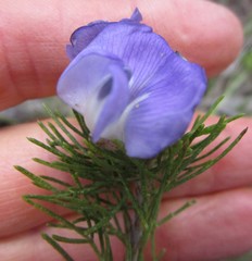 Psoralea speciosa