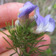 Psoralea speciosa