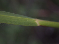 Themeda triandra image