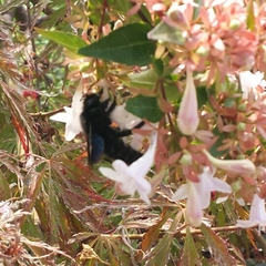 Xylocopa
