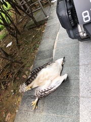 Nisaetus cirrhatus limnaeetus