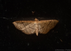 Hypolamprus ypsilon