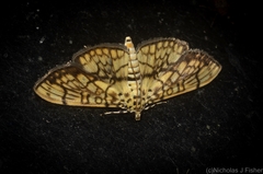 Haritalodes obliqualis