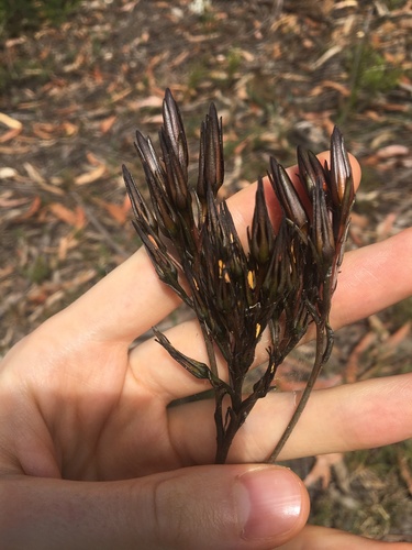 Haemodorum planifolium (Haemodorum planifolium)