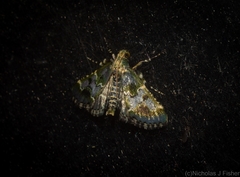 Arescoptera haplocala