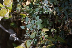 Chenopodium triandrum