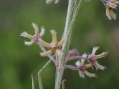 Aspidoglossum interruptum image